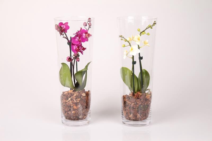<h4>PHALAENOPSIS-HYB P6 VASE 2T</h4>