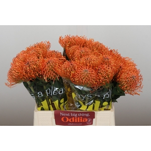 Nutans Ayoba Mandarin Zest