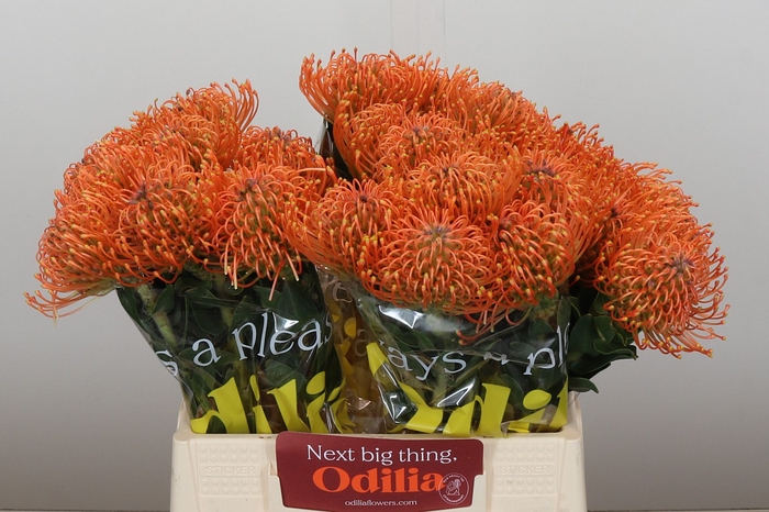 <h4>Nutans Ayoba Mandarin Zest</h4>