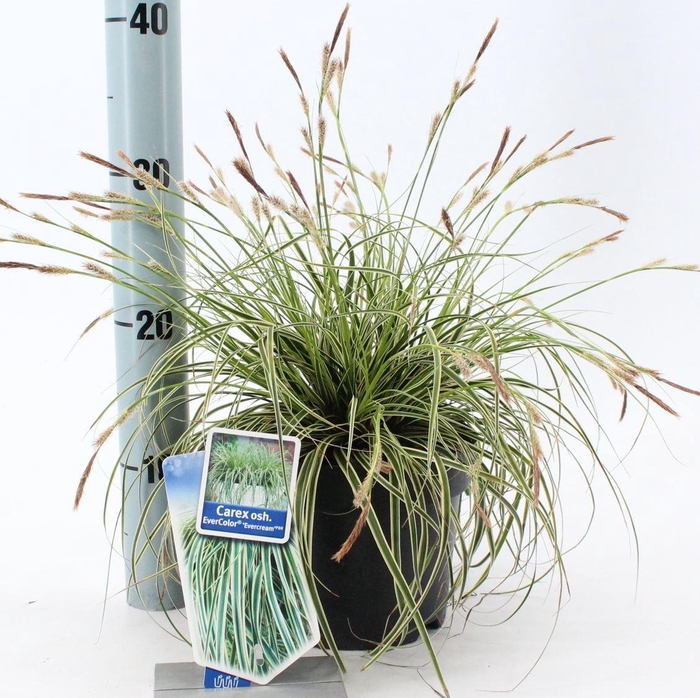 <h4>Carex oshimensis</h4>