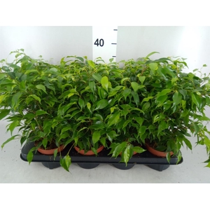 Ficus benja. 'Green Kinky'