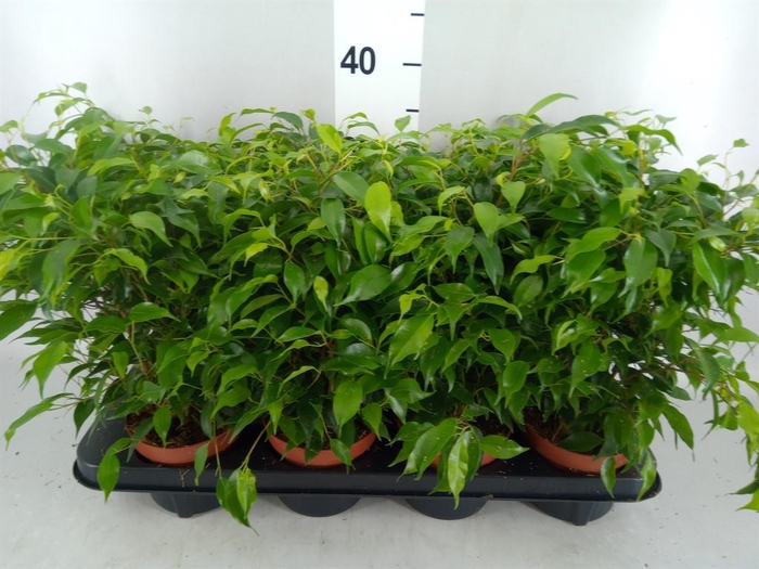 <h4>Ficus benja. 'Green Kinky'</h4>
