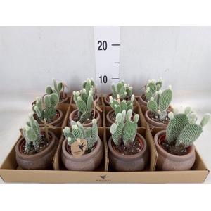 Opuntia microdasys 'Albispina'