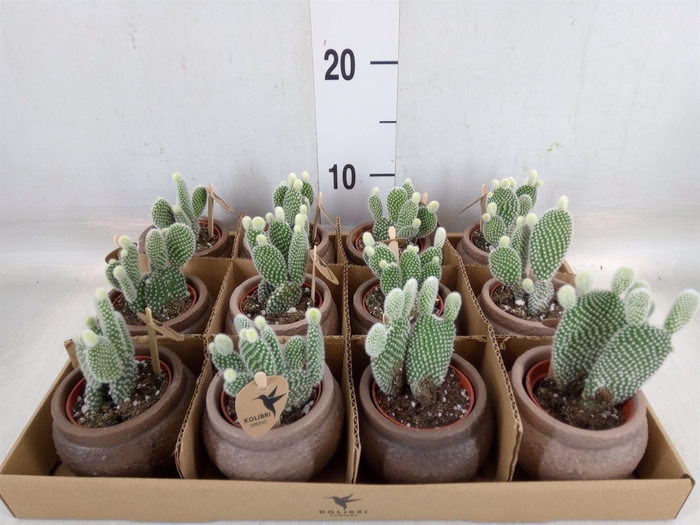 <h4>Opuntia microdasys 'Albispina'</h4>