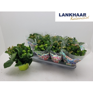 KAL EN GEM IN POT