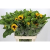 Helianthus Vincent's Choice