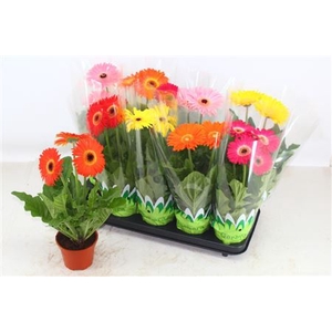 Gerbera gemengd