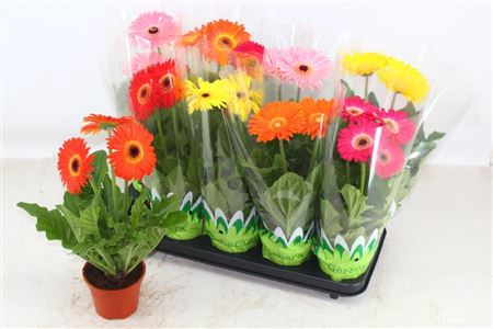 <h4>Gerbera gemengd</h4>