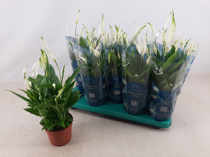 <h4>SPATH BELLINI</h4>