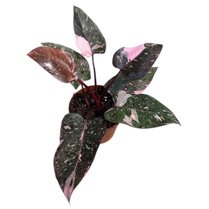 Philodendron Pink Princess Marble