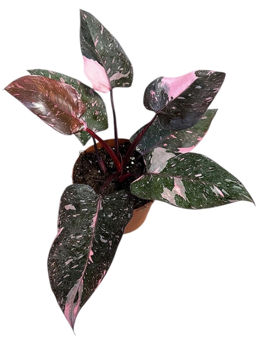 <h4>Philodendron Pink Princess Marble</h4>
