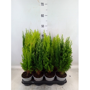 Conifers   ...mix