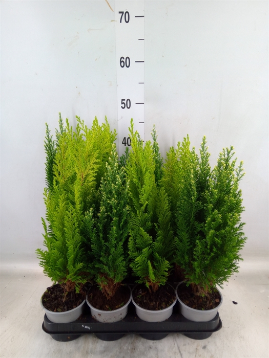 <h4>Conifers   ...mix</h4>