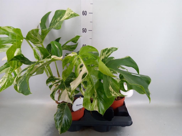 <h4>Monstera delic. 'Variegata'</h4>