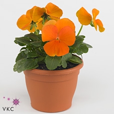 VIO WI MA DEEP ORANG