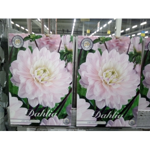 Dahlia   ...flowerbulbs