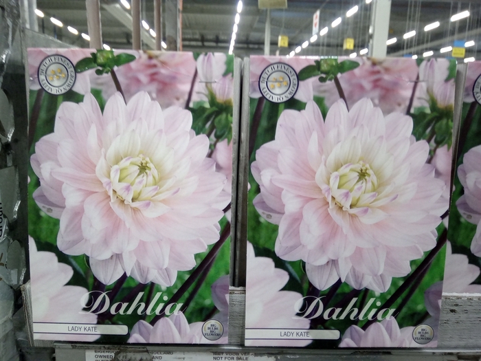 <h4>Dahlia   ...flowerbulbs</h4>