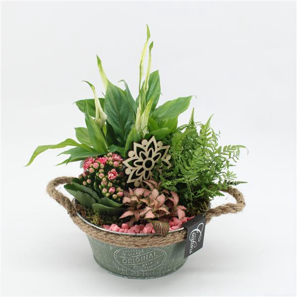 <h4>ESCR-2517RZ Essentials</h4>