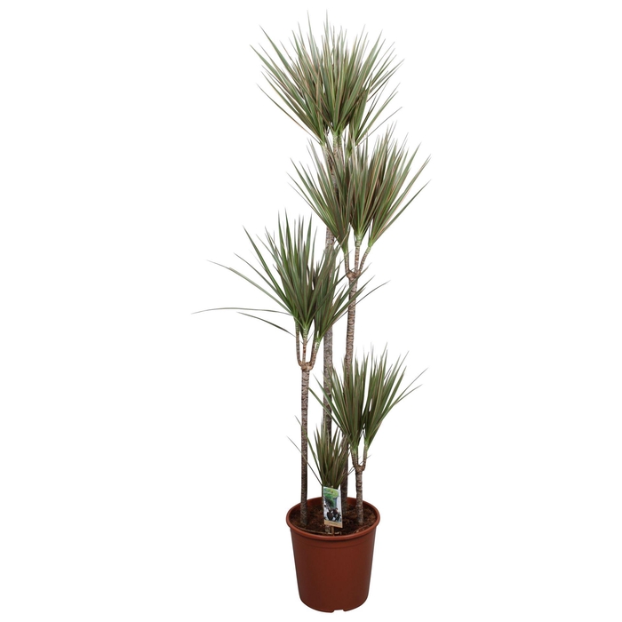 <h4>Dracaena marg. 'Bicolor'</h4>