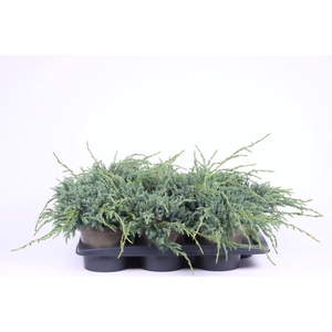 Juniperus squamata Blue Carpet