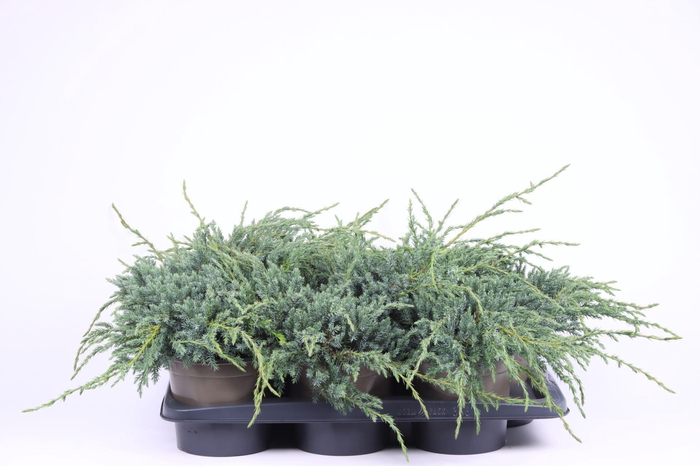 <h4>Juniperus squamata Blue Carpet</h4>