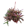 CUIA FIRE BALL VARIEGATA C21