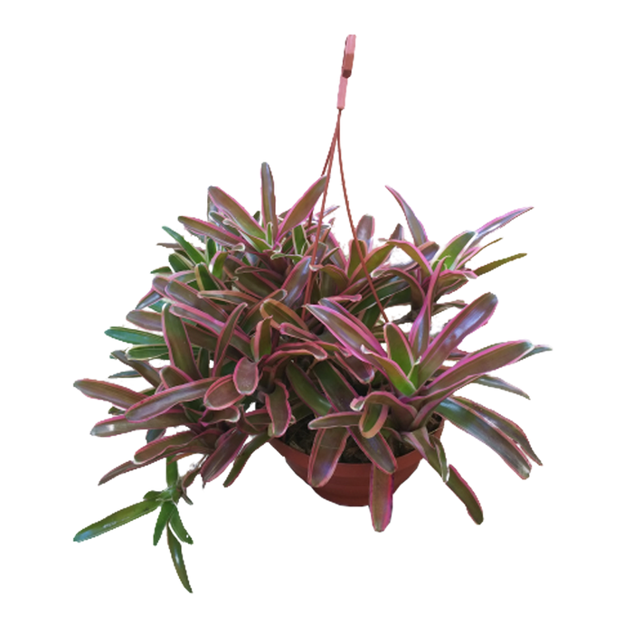 CUIA FIRE BALL VARIEGATA C21