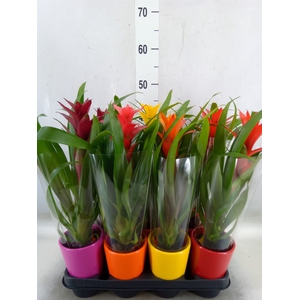 Bromelia   ...mix