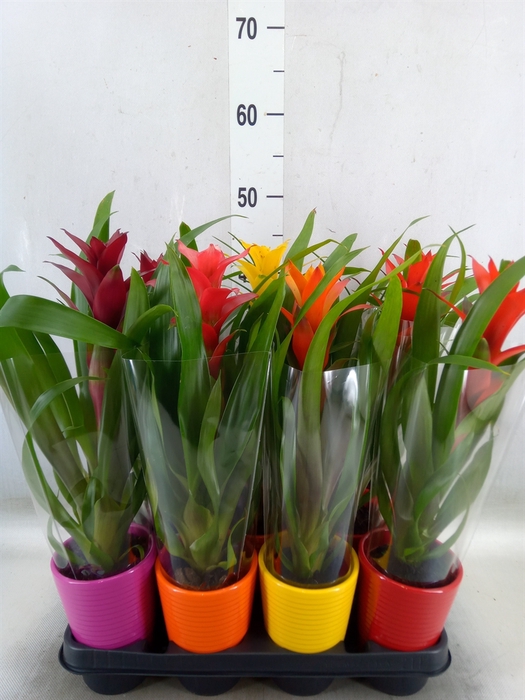 <h4>Bromelia   ...mix</h4>