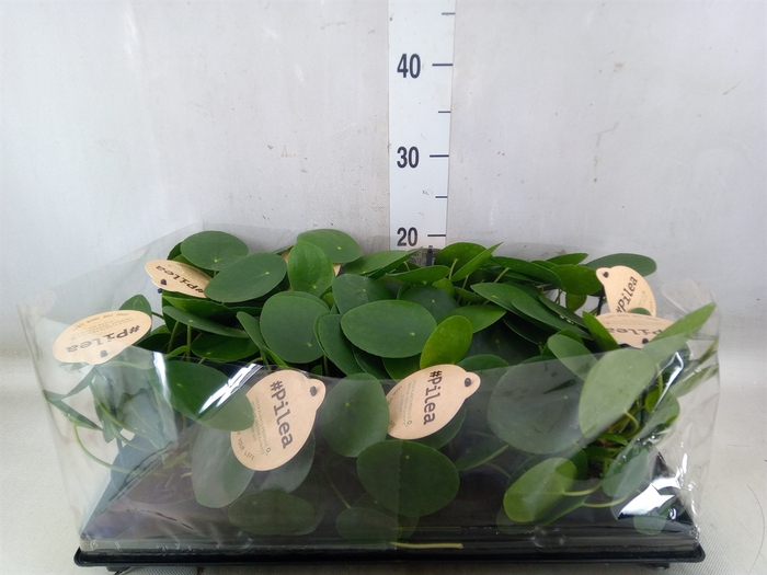 <h4>Pilea peperomoides</h4>