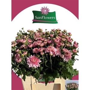 CHR TR GOMPIE ROSE