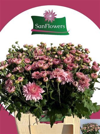<h4>CHR TR GOMPIE ROSE</h4>