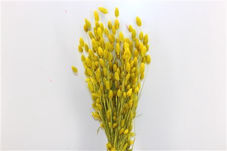 Dried Phalaris X5 Yellow Bunch