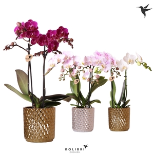 Kolibri Orchids Phalaenopsis mix 2 spike in Diamond pot mix