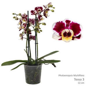 Phal. Multiflora 