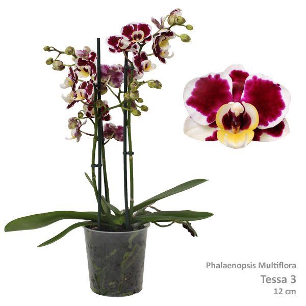<h4>Phal. Multiflora "Tessa 3" 2-tak</h4>
