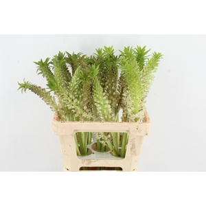 EUCOMIS C TUGEL JADE