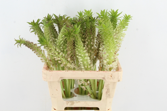 <h4>EUCOMIS C TUGEL JADE</h4>
