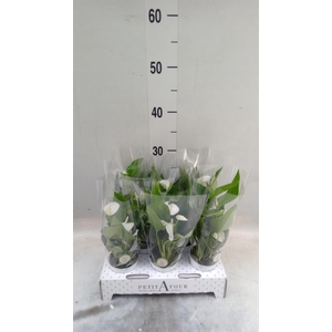 Anthurium andr. 'White Champion'