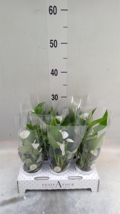<h4>Anthurium andr. 'White Champion'</h4>