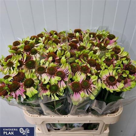 <h4>Echinacea Purpurea Twister</h4>