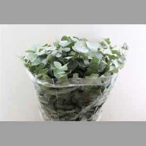 Euca Cinerea 200gr P Bunch S A