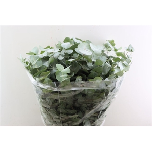 Euca Cinerea 200gr P Bunch