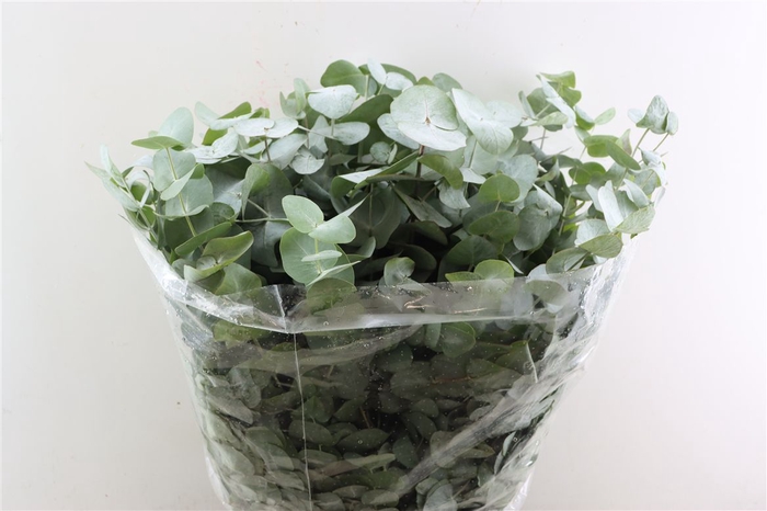 <h4>Euca Cinerea 200gr P Bunch</h4>
