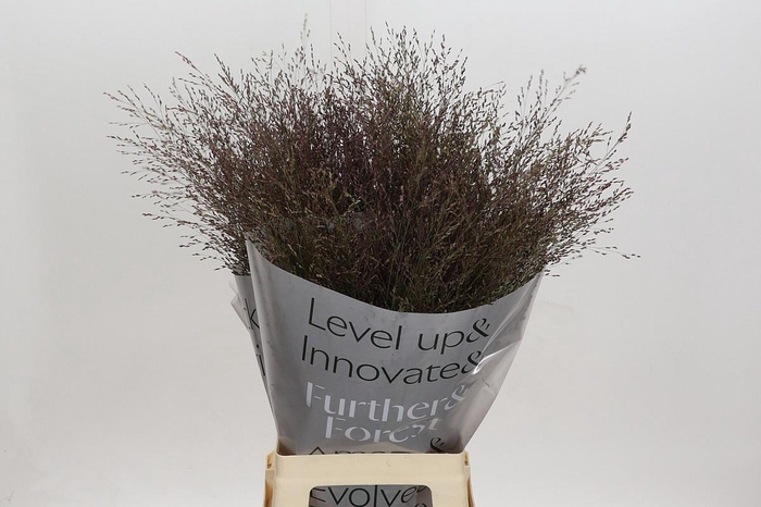 <h4>PANIC VI WARRIOR</h4>