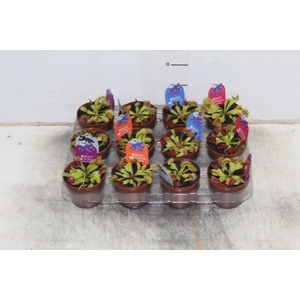 CARNIVORA DIONAEA P09