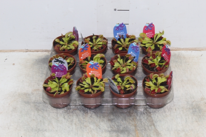 CARNIVORA DIONAEA P09
