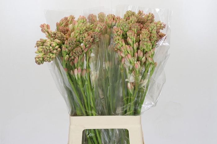 <h4>Polianthes Tuberosa</h4>