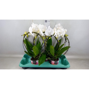 Phalaenopsis   ...