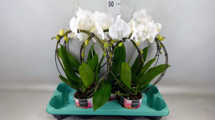 <h4>Phalaenopsis   ...</h4>